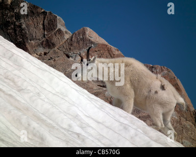 Rocky Mountain Capra Oreamnos americanus Absaroka-Beartooth deserto Montana USA Foto Stock