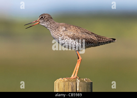 Un adulto Redshank sul posto di guardia chiamata di allarme ai suoi pulcini Foto Stock