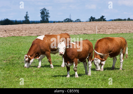Vacche da latte nel campo degli agricoltori Foto Stock