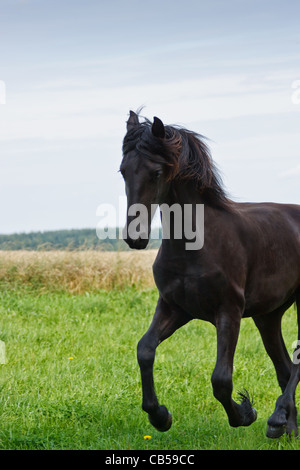 Il frisone cavallo al galoppo in un campo verde Foto Stock