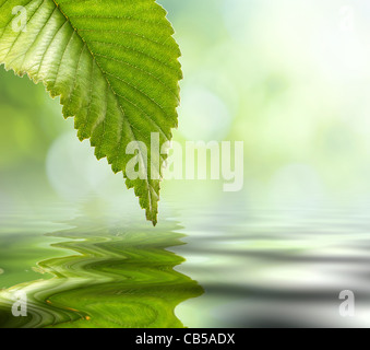 Verde naturale lo sfondo con il fuoco selettivo Foto Stock