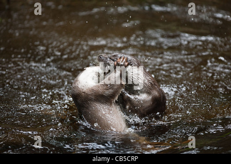 Captive giovane europeo lontre (Lutra lutra) playfighting nell'acqua Foto Stock