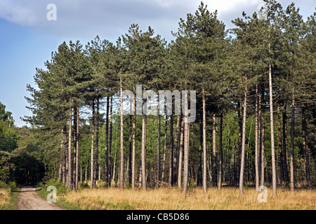 Nero europeo pine (Pinus nigra) alberi in foresta, Belgio Foto Stock