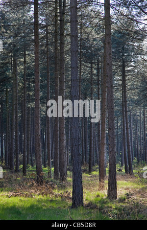 Nero europeo pine (Pinus nigra) alberi in foresta, Belgio Foto Stock