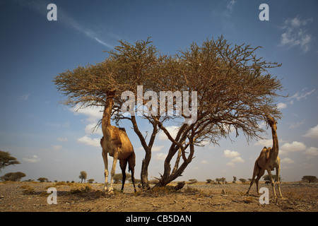 Scena da un caldo deserto: wild cammelli alimentazione su acacia Foto Stock