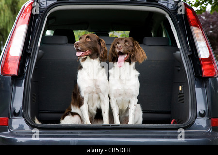 Drentsche Patrijshond / Olandese Partridge cane / Drent spaniel tipo cane da caccia nel bagagliaio della vettura, Paesi Bassi Foto Stock