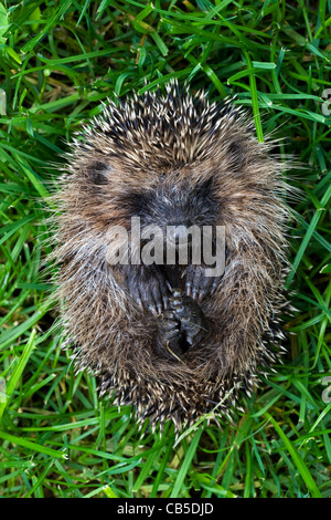 Raggomitolati europeo comune di riccio (Erinaceus europaeus), Belgio Foto Stock