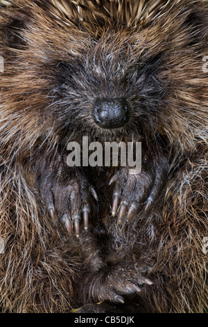 Raggomitolati europeo comune di riccio (Erinaceus europaeus), Belgio Foto Stock