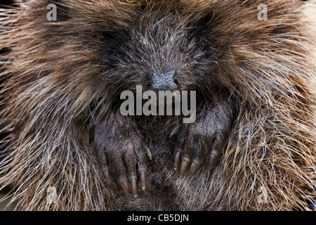 Raggomitolati europeo comune di riccio (Erinaceus europaeus), Belgio Foto Stock