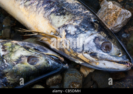 Due morti salmone su una riva di un fiume dopo la deposizione delle uova Foto Stock