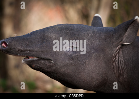 Il tapiro: la malese, chiamato anche Asian tapiro (Tapirus indicus) Foto Stock