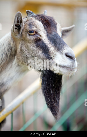 Ritratto di capra che è in una gabbia di zoo. Foto Stock