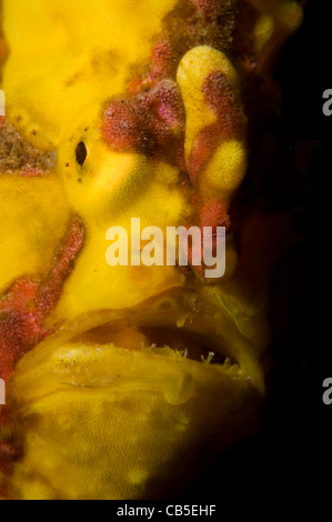 Rana pescatrice presenta verrucosa ritratto, Antennarius maculatus, Lembeh strait, Manado, Nord Sulawesi, Indonesia, Oceano Pacifico Foto Stock