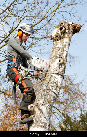 Giovani forester danese in legno completo abbattimento del disboscamento di ingranaggio di un alto argento betulla con la sua potenza sega a catena in Danimarca e Scandinavia. Sole di primavera. Foto Stock