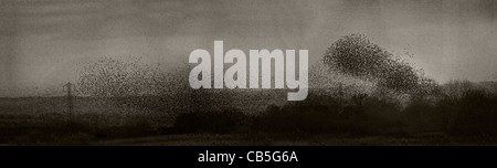 Panoramica della storni sono ' appollaiati su retro goccia di Glastonbury. Foto Stock