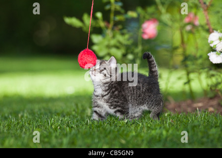 Gattino, giocando con Lana palla oudoors, Bassa Sassonia, Germania Foto Stock