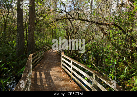 Il boardwalk presso il National Audubon Society cavatappi del Santuario di palude, vicino Napoli, costa del Golfo della Florida, Stati Uniti d'America Foto Stock