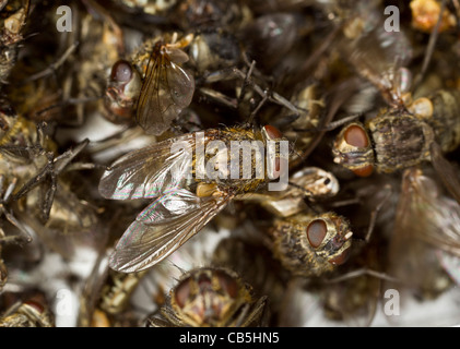 Cluster morto vola (Pollenia rudis) giacenti in un elettrico fly-trappola Foto Stock