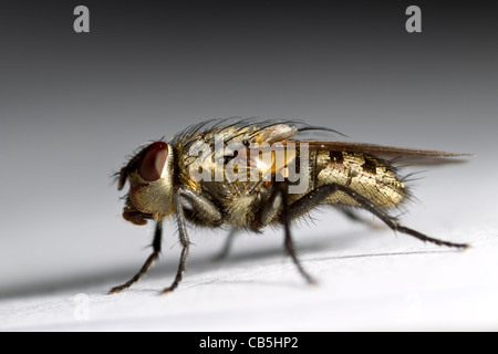 Cluster fly (Pollenia rudis) femmina Foto Stock