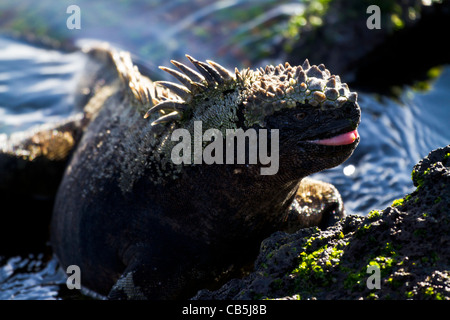 Le galapagos wildlife lingua close-up Iguana marina fresco ambiente all'aperto alla luce del sole parco isolato di riserva Sun in via di estinzione Foto Stock