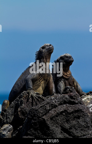 Le galapagos wildlife coppia close-up Iguana marina fresco ambiente all'aperto alla luce del sole parco isolato di riserva Sun in via di estinzione Foto Stock