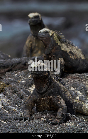 Le galapagos wildlife group close-up Iguana marina fresco ambiente all'aperto alla luce del sole parco isolato di riserva Sun in via di estinzione Foto Stock