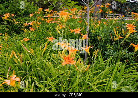 Un letto di Bruno Daylilies Foto Stock