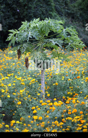 Alberi di papaia con frutti Andhra Pradesh in India del Sud Foto Stock