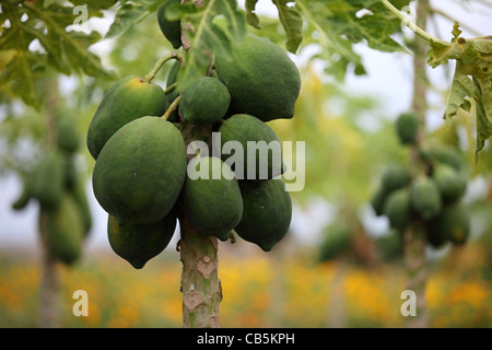 Alberi di papaia con frutti Andhra Pradesh in India del Sud Foto Stock