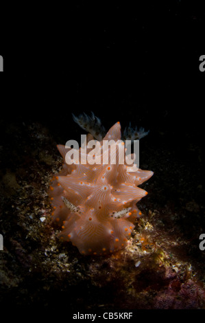 Snooted Halgerda batangas nudibranch, Lembeh strait, Manado, Nord Sulawesi, Indonesia, Oceano Pacifico Foto Stock