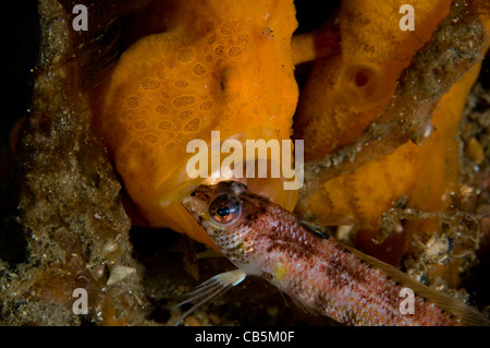 Rana pescatrice verniciato, Antennarius picta, mangiando un sandperch, Parapercis sp., Lembeh strait Bitung, Manado Nord Sulawesi Indonesia Foto Stock