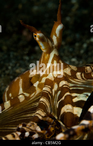 Wonderpus o Wunderpus sulla sabbia, Wunderpus photogenicus, Lembeh strait Bitung, Manado, Saulawesi del Nord, Indonesia, PACIFICO O Foto Stock