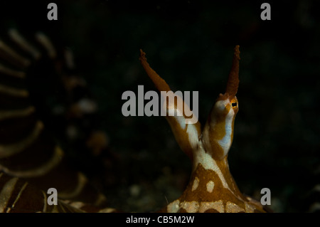 Wonderpus o Wunderpus sulla sabbia, Wunderpus photogenicus, Lembeh strait Bitung, Manado, Nord Sulawesi, Indonesia, Pacific Oc Foto Stock