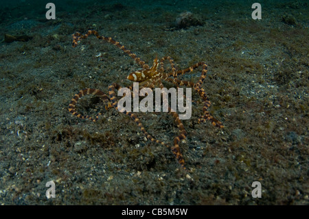 Wonderpus sulla sabbia Wunderpus photogenicus Lembeh strait Bitung Manado Nord Sulawesi Indonesia Oceano Pacifico Foto Stock