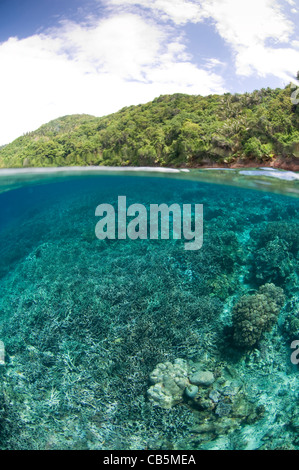 Split foto di un giardino di corallo duro e Lembeh Island, Manado Nord Sulawesi Indonesia Foto Stock