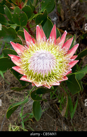 Il re o gigante Protea, Sud Africa fiore nazionale. Foto Stock