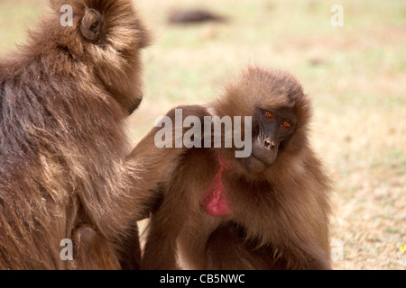 Una truppa di babbuino Gelada toelettatura lungo la scarpata settentrionale in Simien Mountains, l'Etiopia settentrionale, Africa. Foto Stock