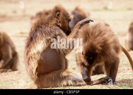 Una truppa di babbuino Gelada toelettatura lungo la scarpata settentrionale in Simien Mountains, l'Etiopia settentrionale, Africa. Foto Stock