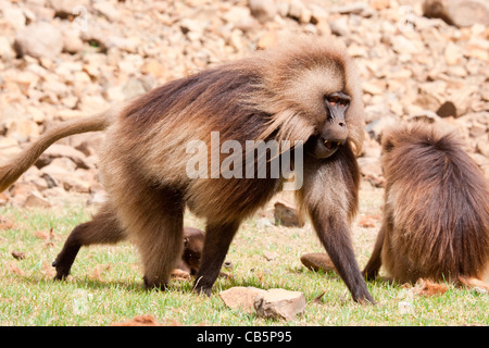 Una truppa di babbuino Gelada pascolo lungo la scarpata settentrionale in Simien Mountains, l'Etiopia settentrionale, Africa. Foto Stock