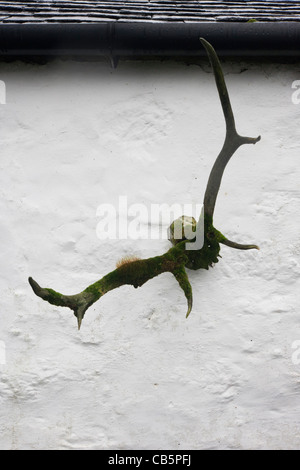 Moss-coperta di corna di cervo e il cranio sul vecchio muro fucina, Pennyghael, Isle of Mull, Scozia. Foto Stock