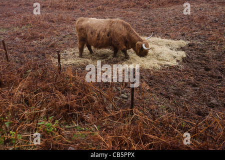 Longhorn bestiame pascola sulla brughiera vicino a Killunaig, Pennyghael, Isle of Mull, Scozia. Foto Stock