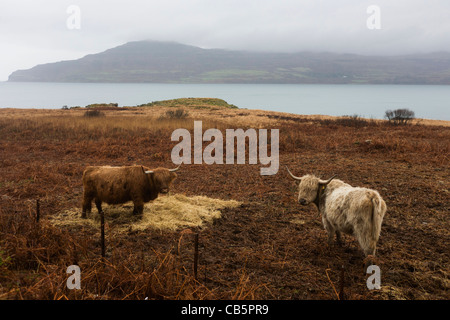 Longhorn bestiame pascola sulla brughiera vicino a Killunaig, Pennyghael, Isle of Mull, Scozia. Foto Stock