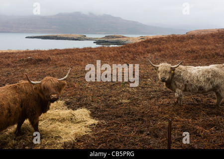 Longhorn bestiame pascola sulla brughiera vicino a Killunaig, Pennyghael, Isle of Mull, Scozia. Foto Stock