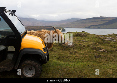 Longhorn vacca e JCB Workmax Utility veicolo agricolo si affaccia su Loch Na Keal, vicino Araronich, Isle of Mull, Scozia. Foto Stock