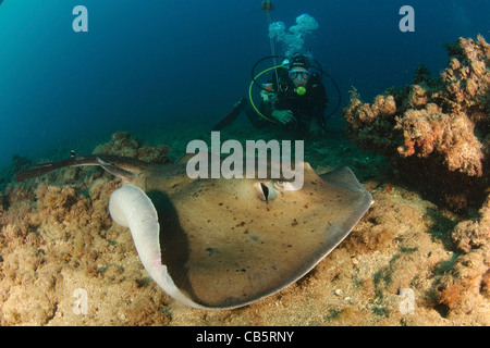 Il comune di stingray (Dasyatis pastinaca) Foto Stock