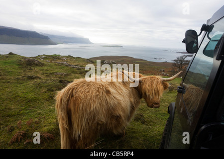 Longhorn cow affacciato sul Loch Na Keal, vicino Araronich, Isle of Mull, Scozia. Foto Stock