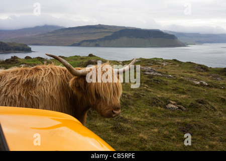 Longhorn vacca e JCB Workmax Utility veicolo agricolo si affaccia su Loch Na Keal, vicino Araronich, Isle of Mull, Scozia. Foto Stock