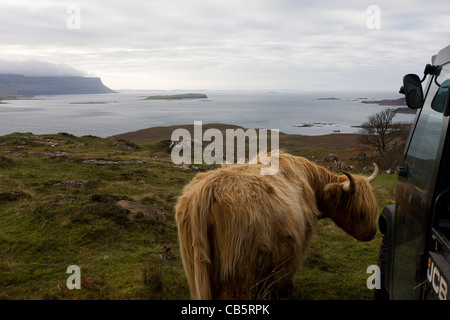 Longhorn cow affacciato sul Loch Na Keal, vicino Araronich, Isle of Mull, Scozia. Foto Stock