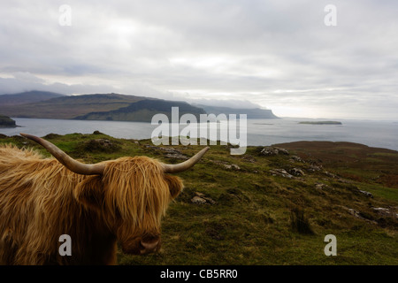 Longhorn cow affacciato sul Loch Na Keal, vicino Araronich, Isle of Mull, Scozia. Foto Stock