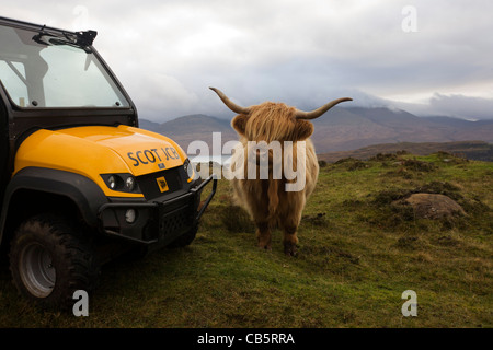 Longhorn vacca e JCB Workmax Utility veicolo agricolo si affaccia su Loch Na Keal, vicino Araronich, Isle of Mull, Scozia. Foto Stock